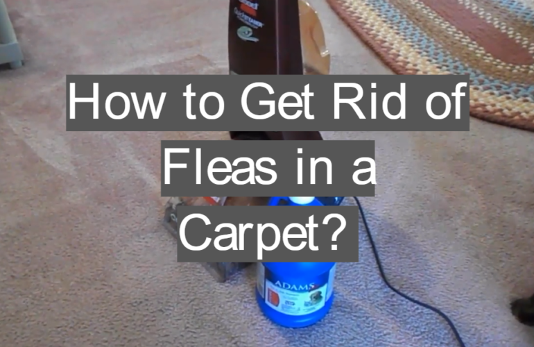 How to Get Rid of Fleas in a Carpet?